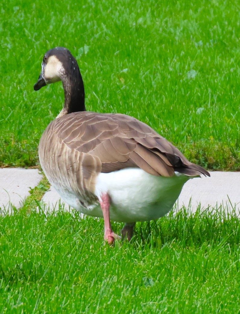 Greater White-fronted x Canada Goose (hybrid) - Patrick O'Driscoll