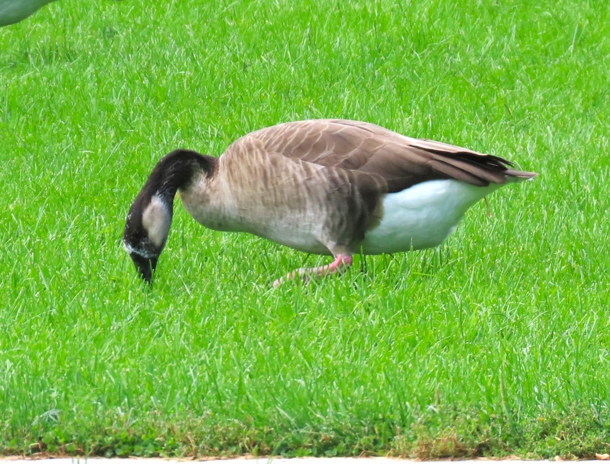 Greater White-fronted x Canada Goose (hybrid) - Patrick O'Driscoll