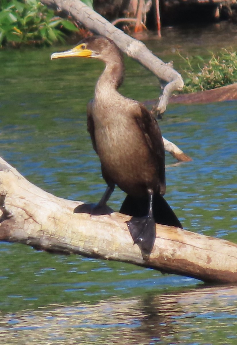 Double-crested Cormorant - Patrick O'Driscoll