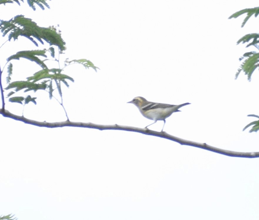 Blackburnian Warbler - ML623862544