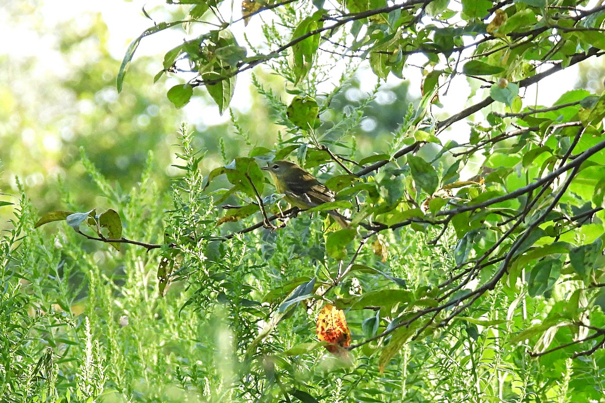 Prairie Warbler - ML623862554
