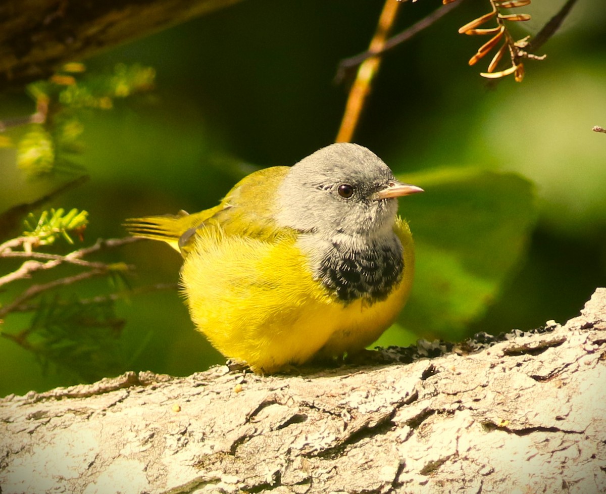 Mourning Warbler - ML623862573