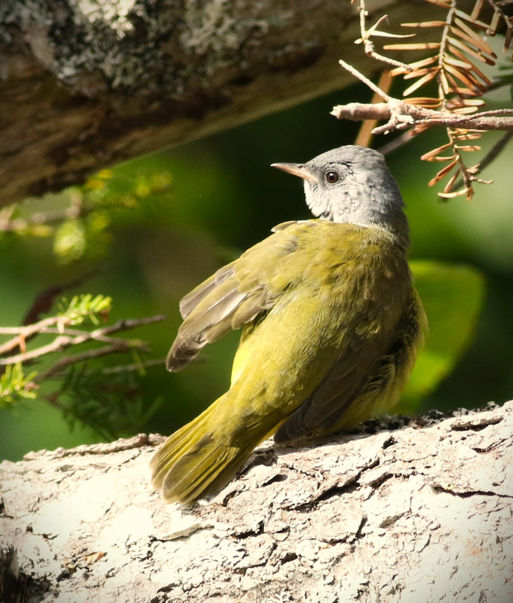 Mourning Warbler - ML623862574