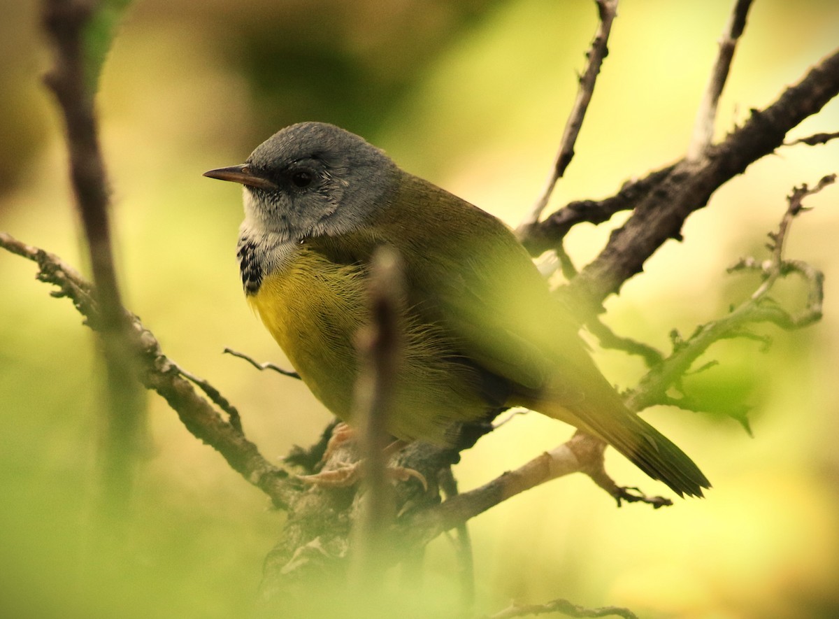 Mourning Warbler - ML623862575