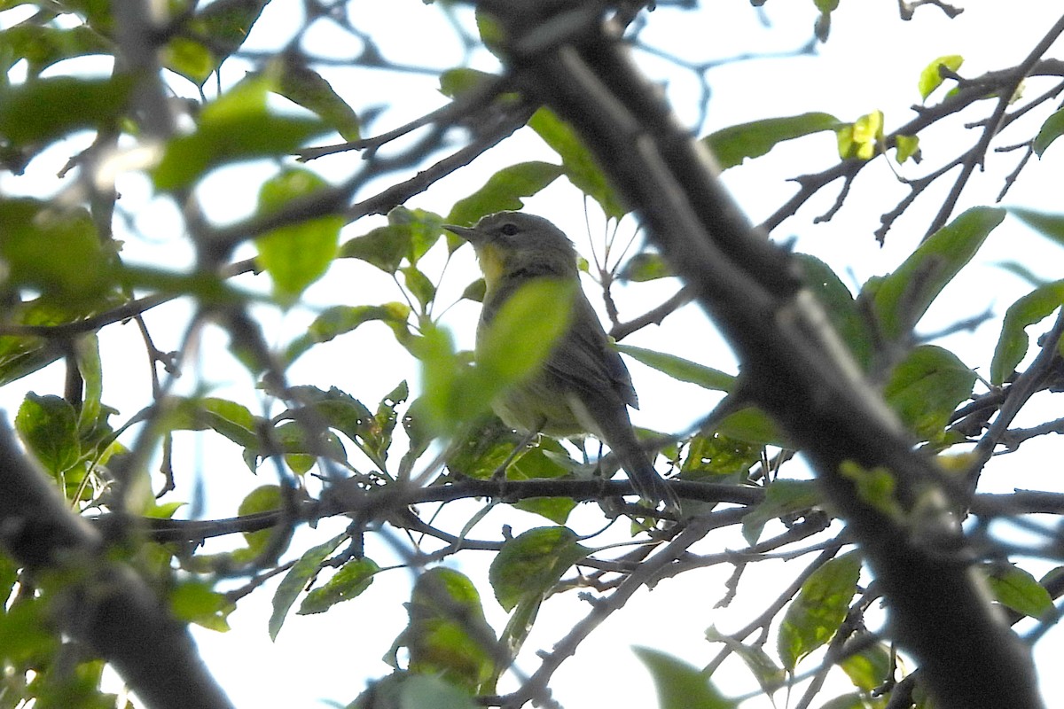 Prairie Warbler - ML623862601