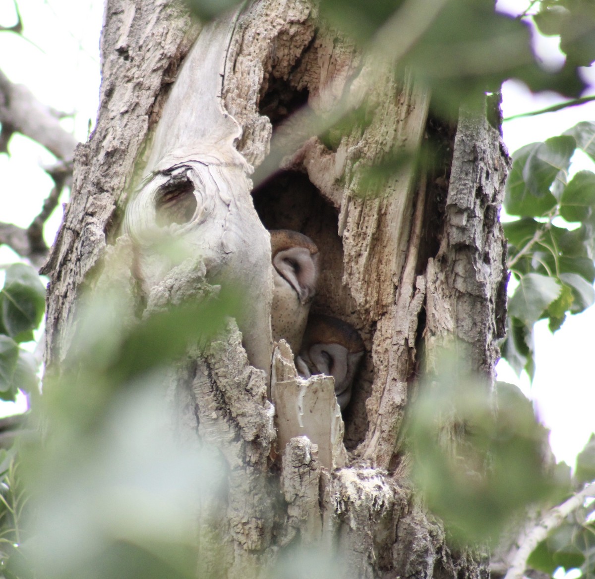 American Barn Owl - ML623862602
