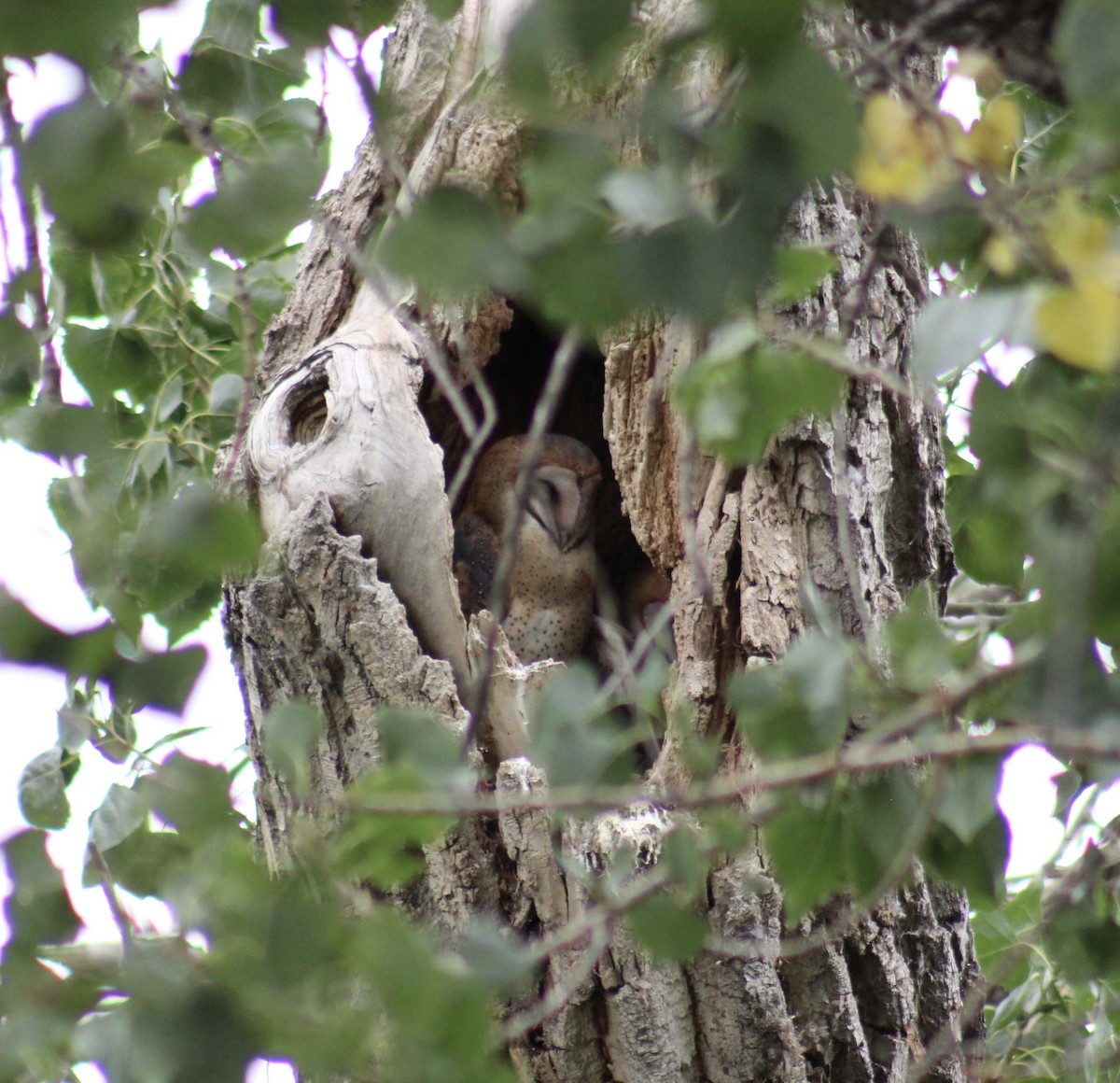 American Barn Owl - ML623862603