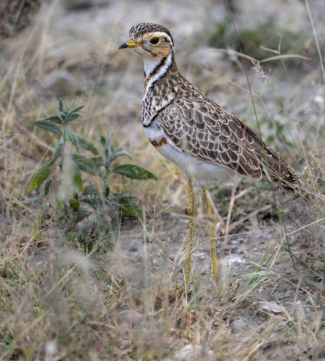 Three-banded Courser - ML623862641