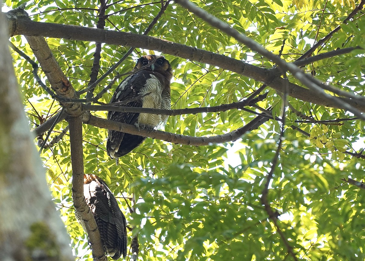 Brown Wood-Owl (Bornean) - ML623862664