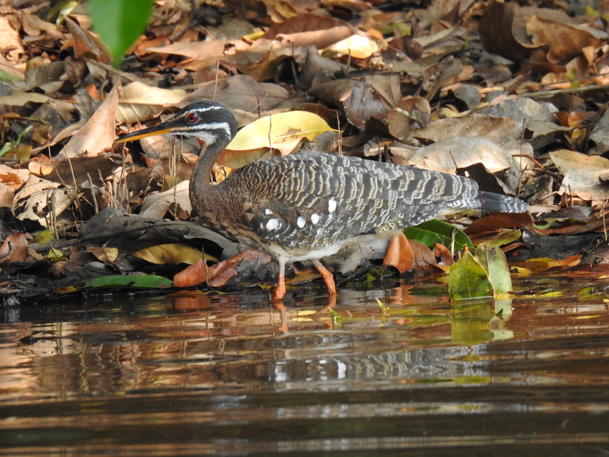 Sunbittern - ML623862701