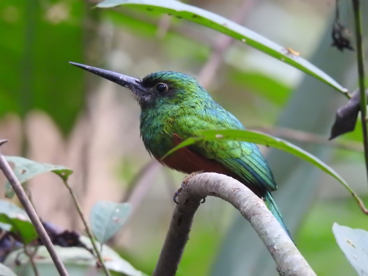 Bluish-fronted Jacamar - ML623862714