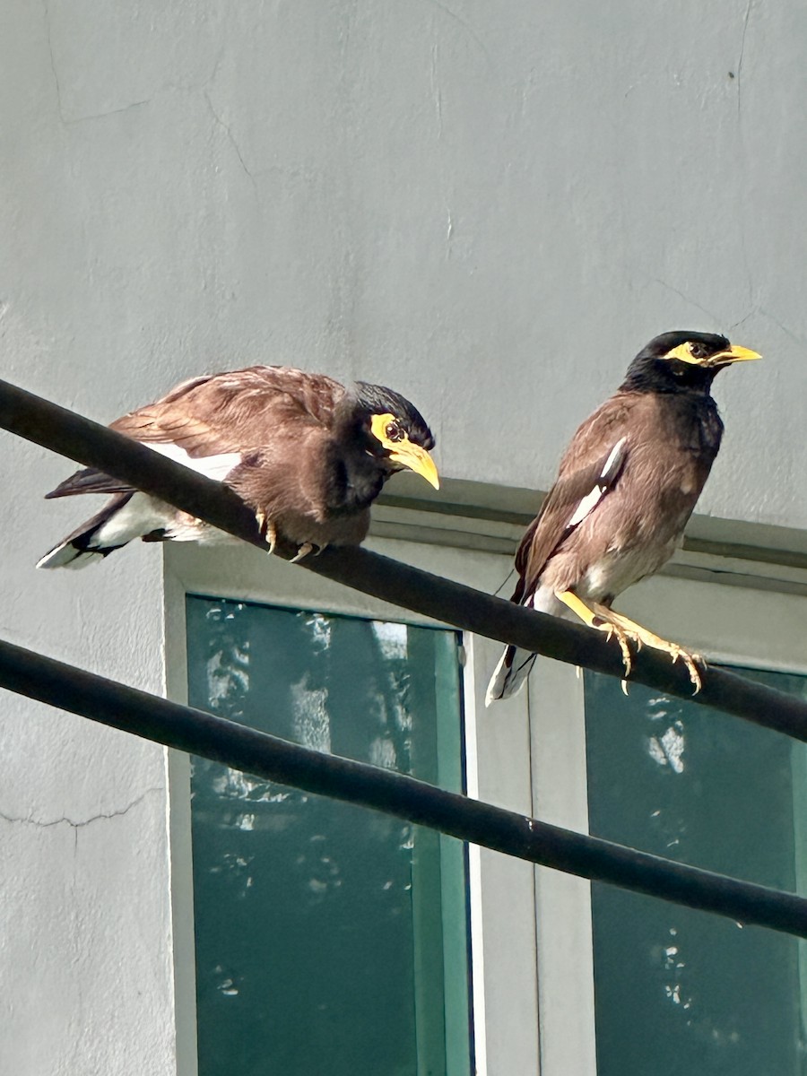 Common Myna - ML623862730