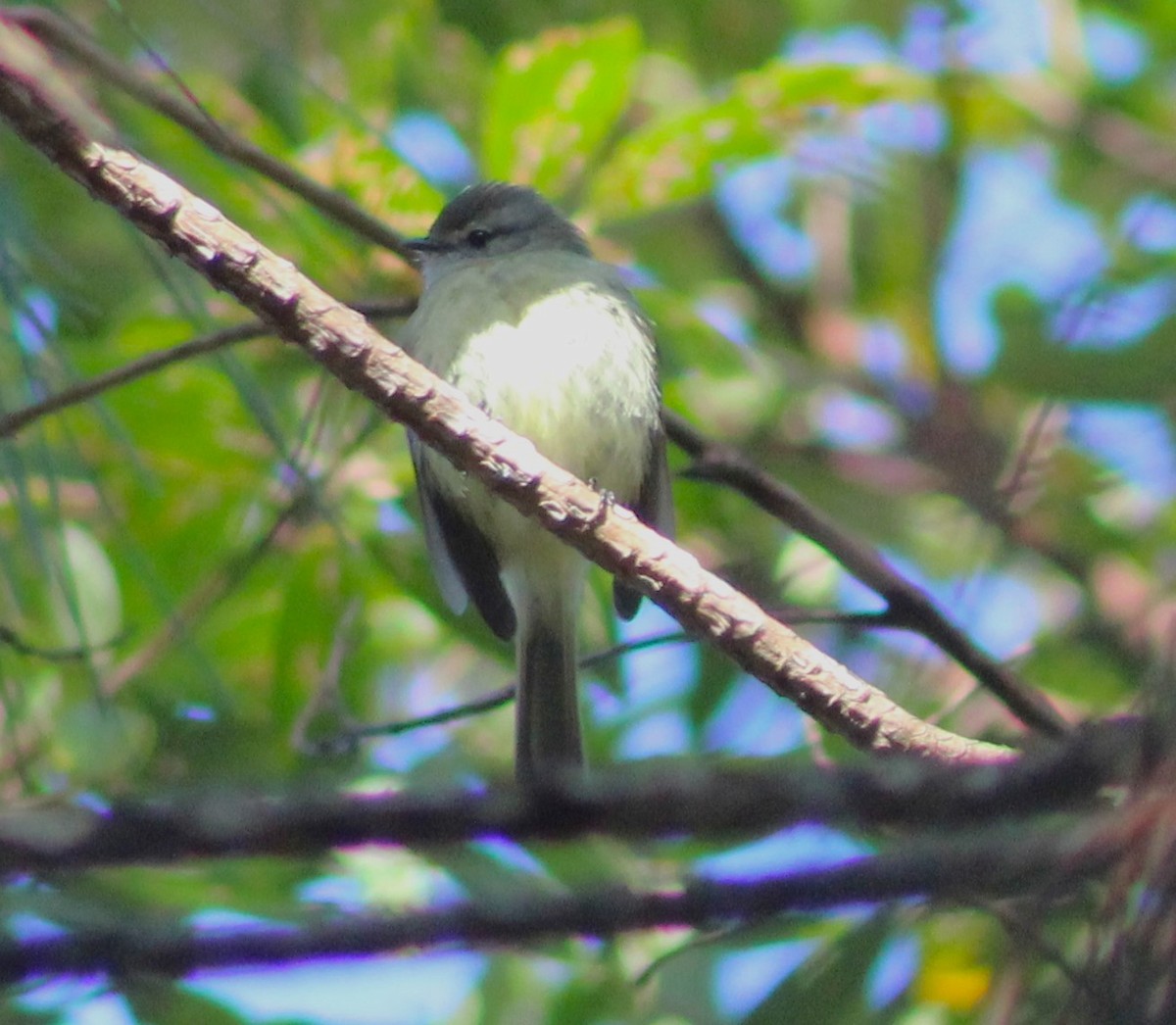 Planalto Tyrannulet - Pedro Behne