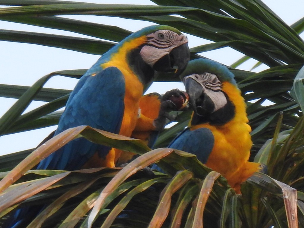 Blue-and-yellow Macaw - ML623862735