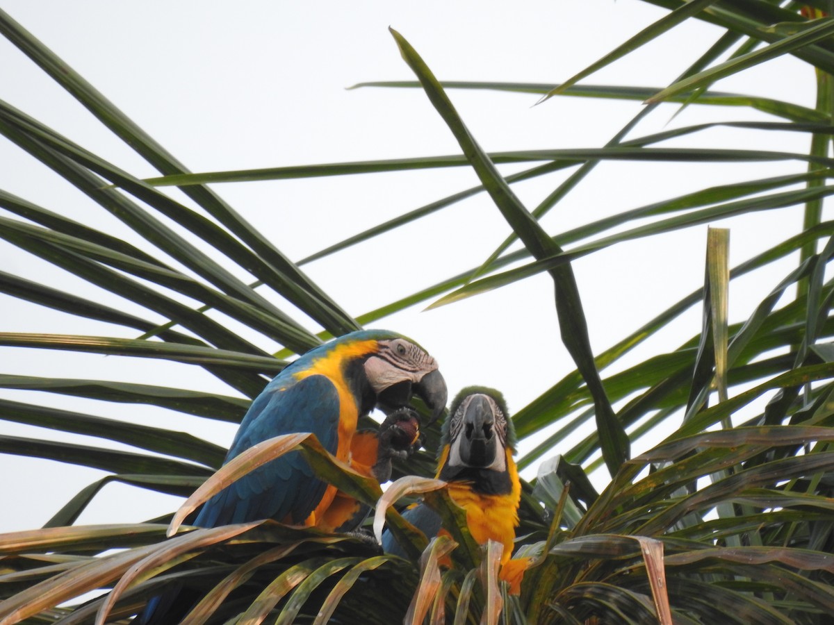 Blue-and-yellow Macaw - ML623862736