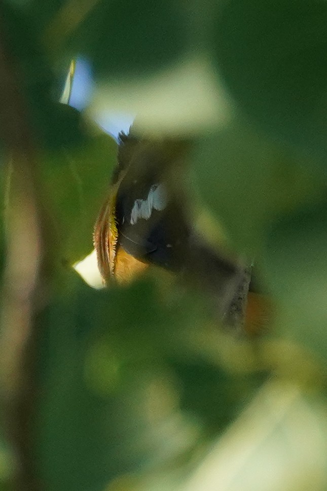 Black-headed Grosbeak - Cameron Eckert