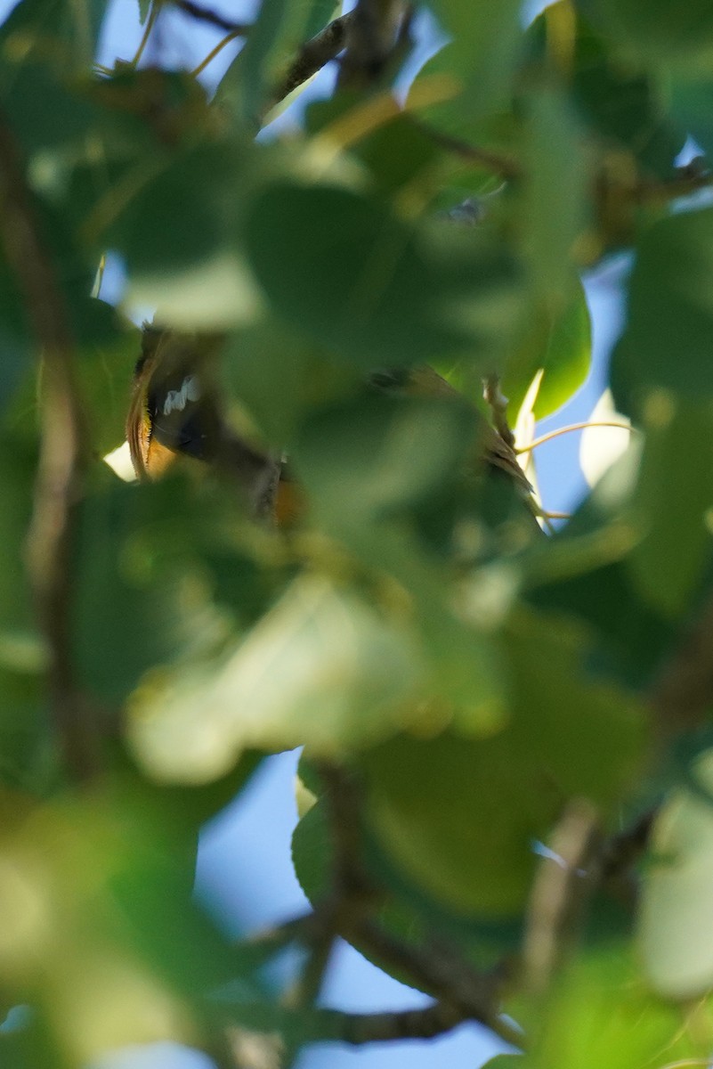 Black-headed Grosbeak - ML623862739