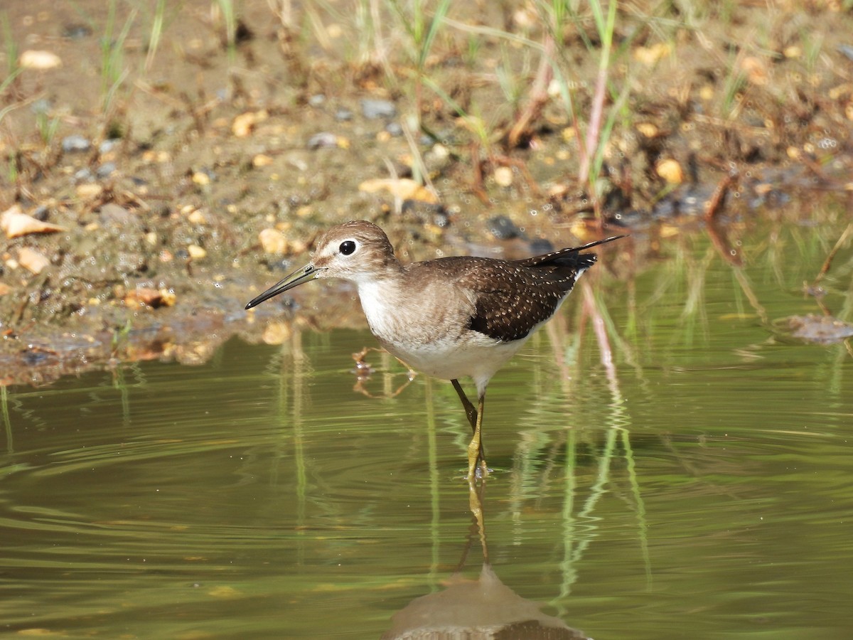 Solitary Sandpiper - ML623862744