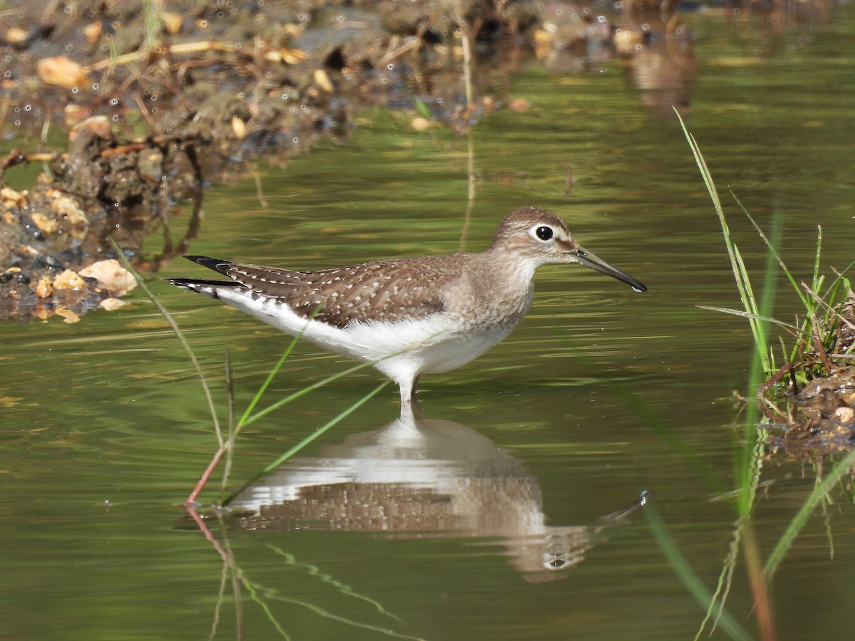 Solitary Sandpiper - ML623862747