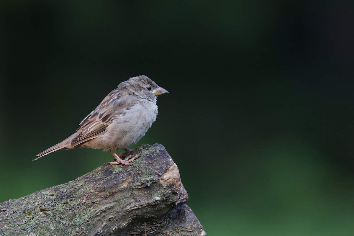 House Sparrow - Mark Sak