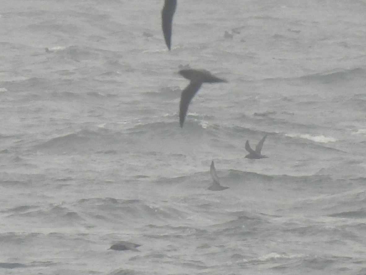 Sooty Shearwater - ML623862756