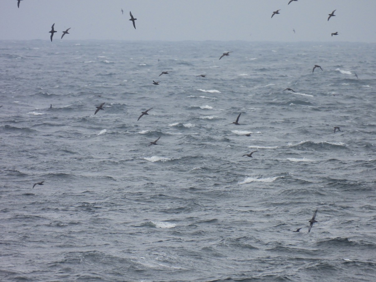 Sooty Shearwater - ML623862764