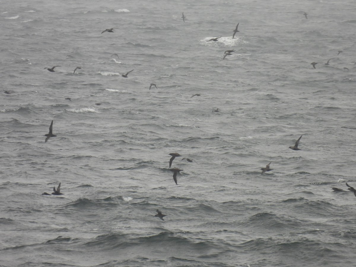 Sooty Shearwater - ML623862768