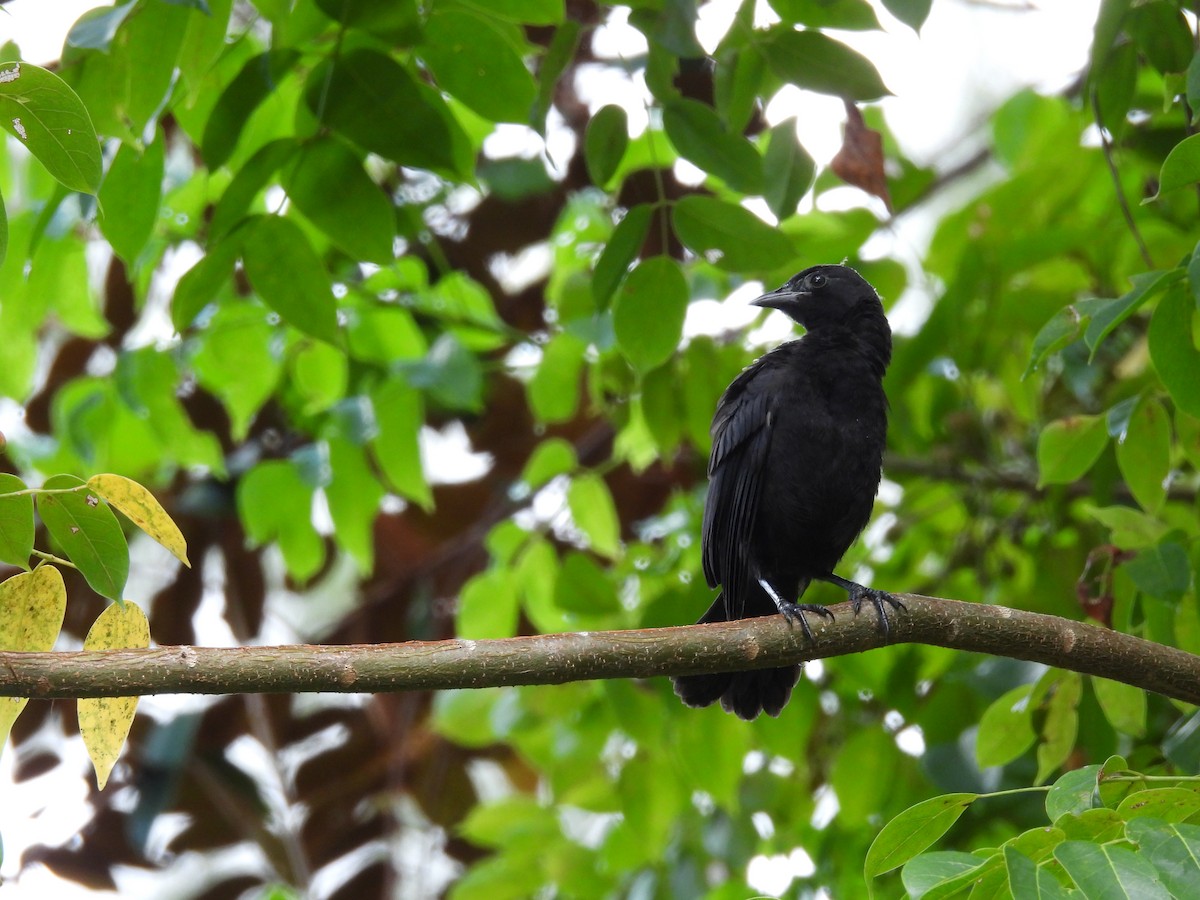 Greater Antillean Grackle - ML623862776