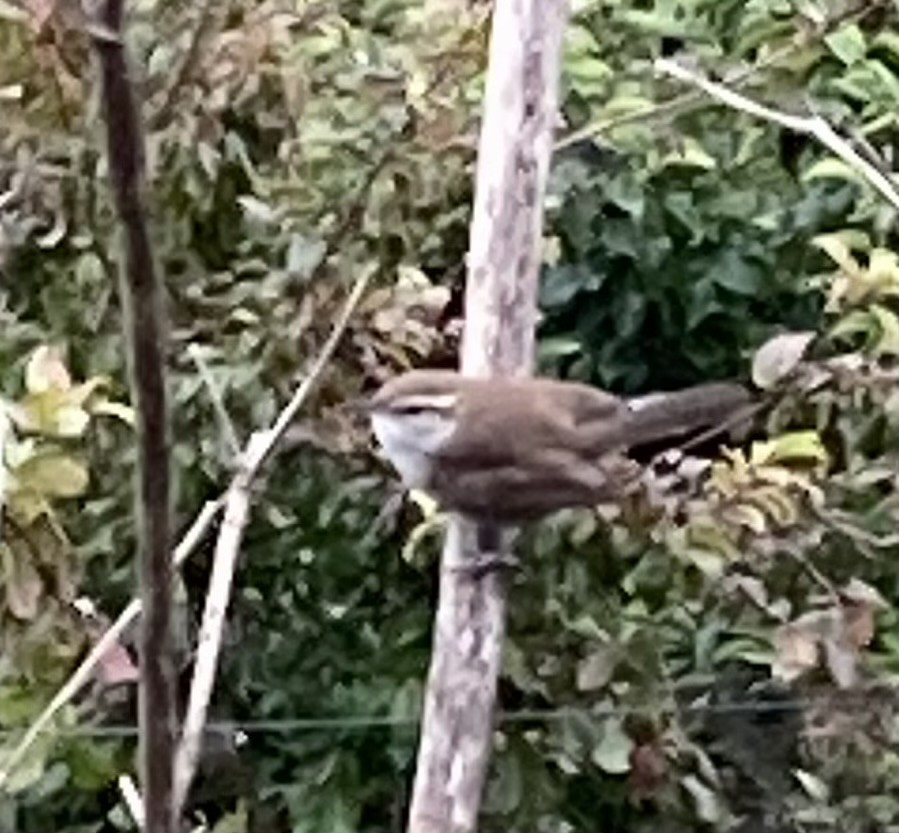 Bewick's Wren - ML623862777