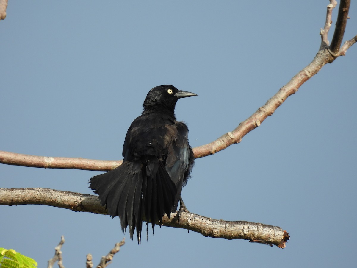 Greater Antillean Grackle - ML623862780