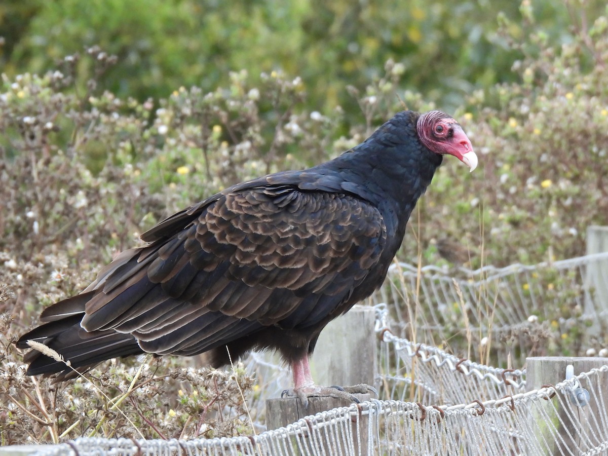 Turkey Vulture - ML623862787