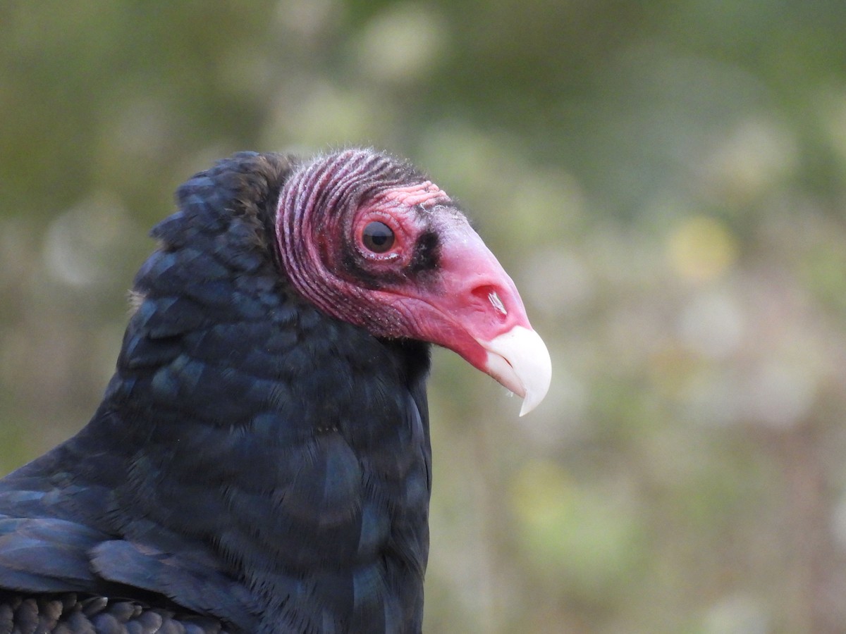 Turkey Vulture - ML623862788