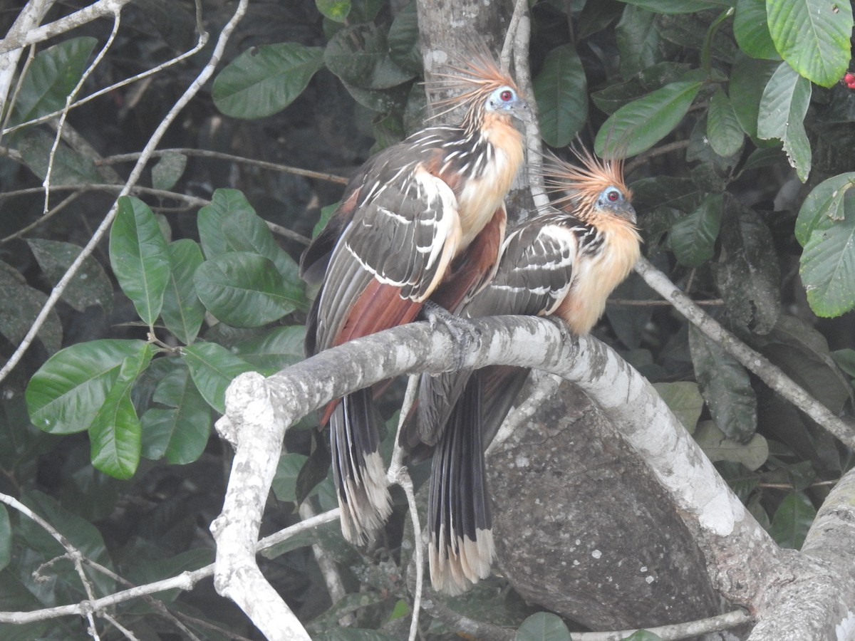 Hoatzin - ML623862825