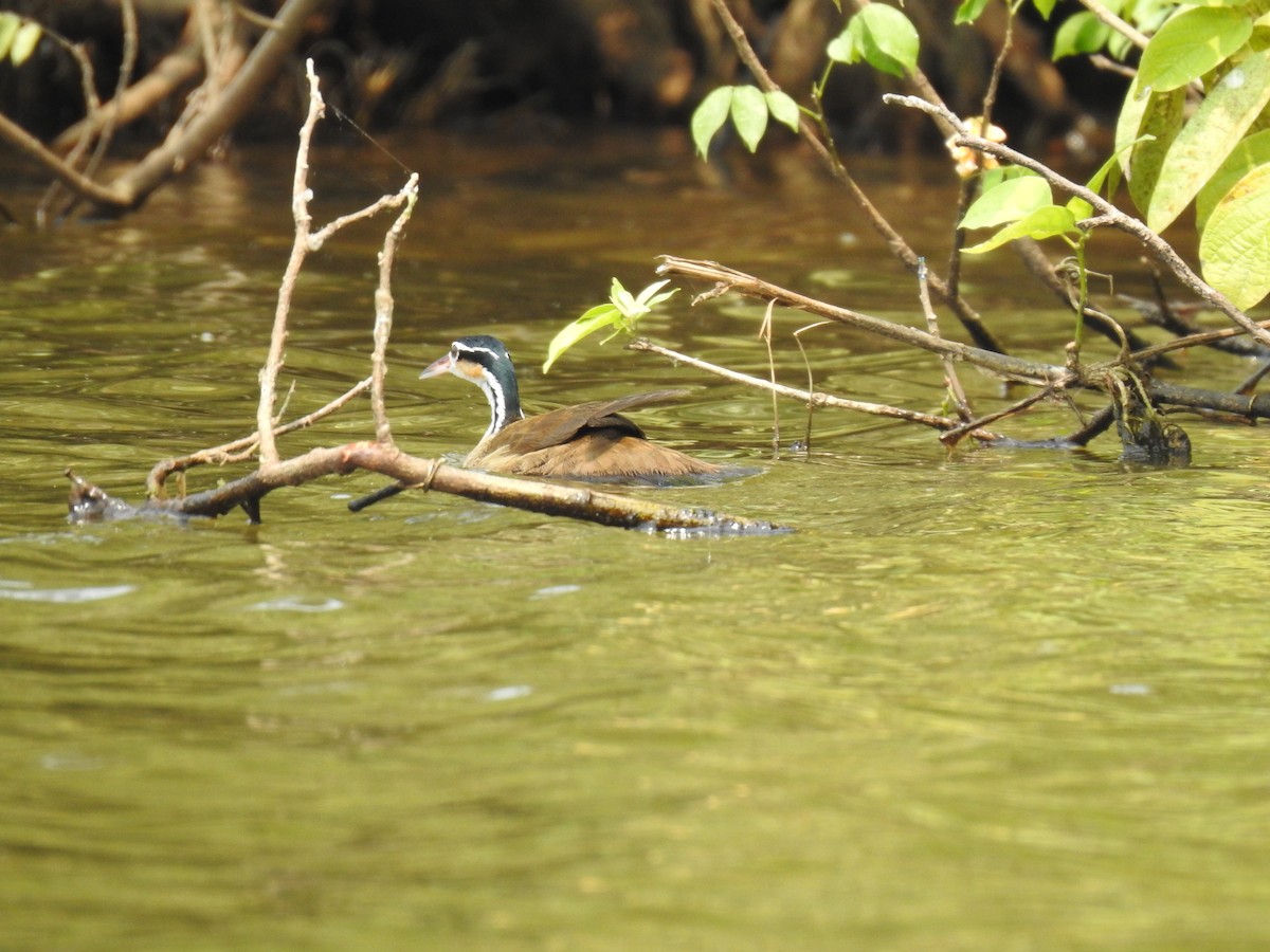 Sungrebe - ML623862845