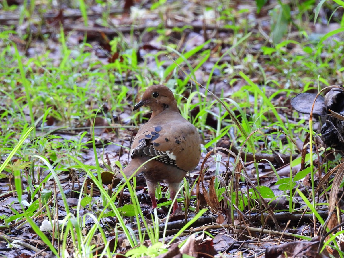 Zenaida Dove - ML623862857