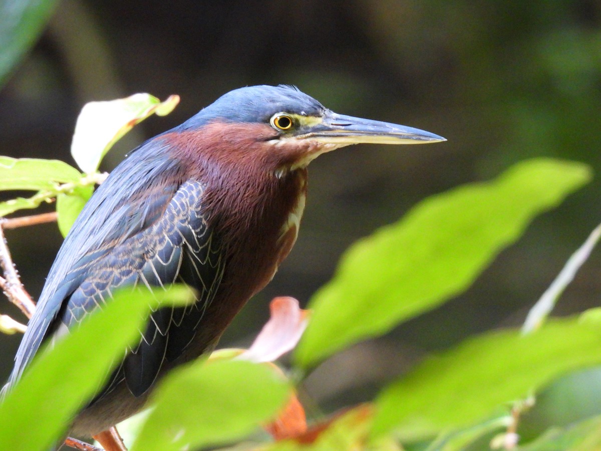 Green Heron - Eliezer Nieves-Rodriguez