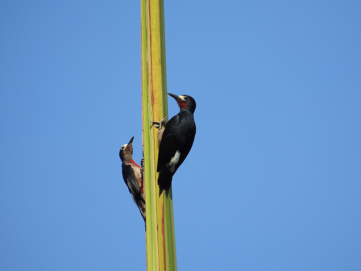 Puerto Rican Woodpecker - ML623862865