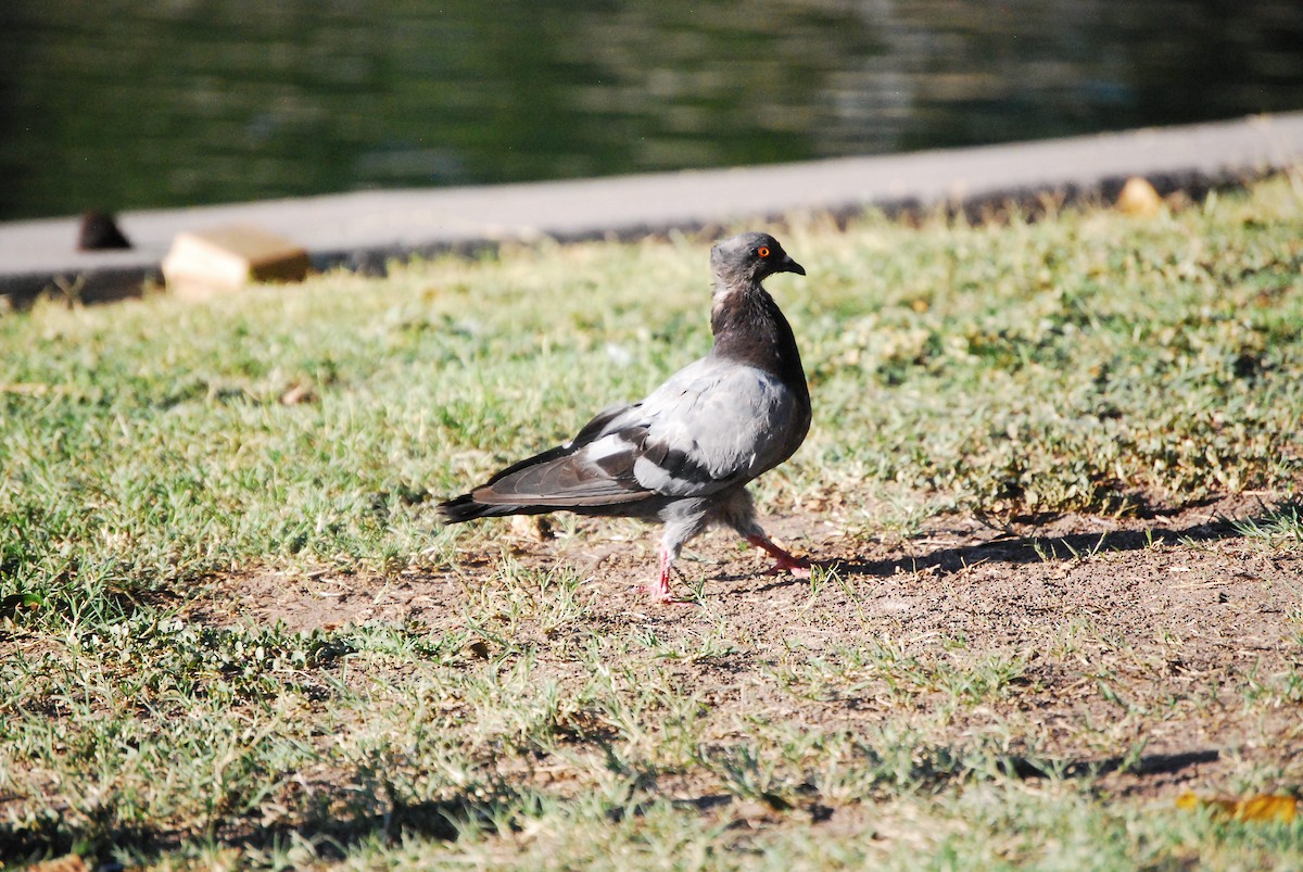 Pigeon biset (forme domestique) - ML623862871