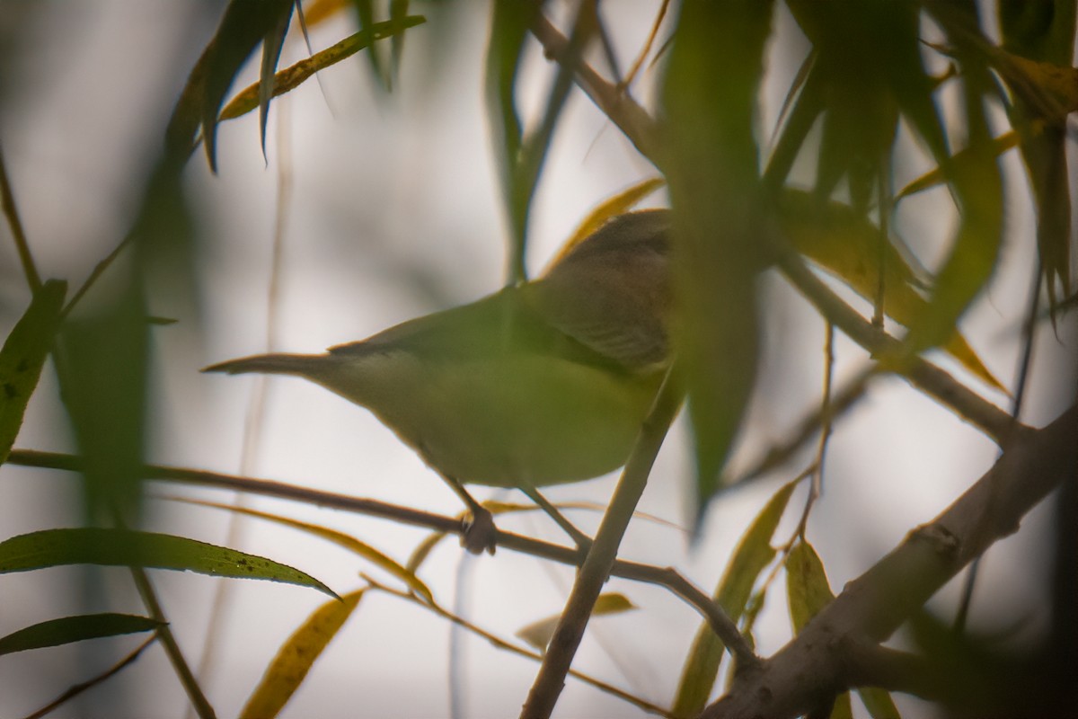 White-eyed Vireo - Cheryl Taylor