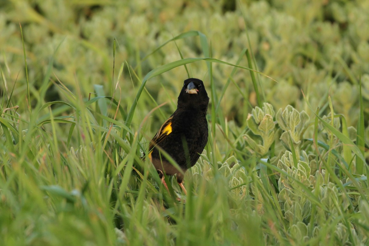 Yellow Bishop - ML623862930