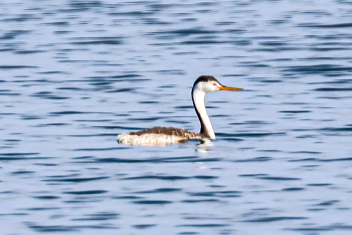 Clark's Grebe - ML623862944