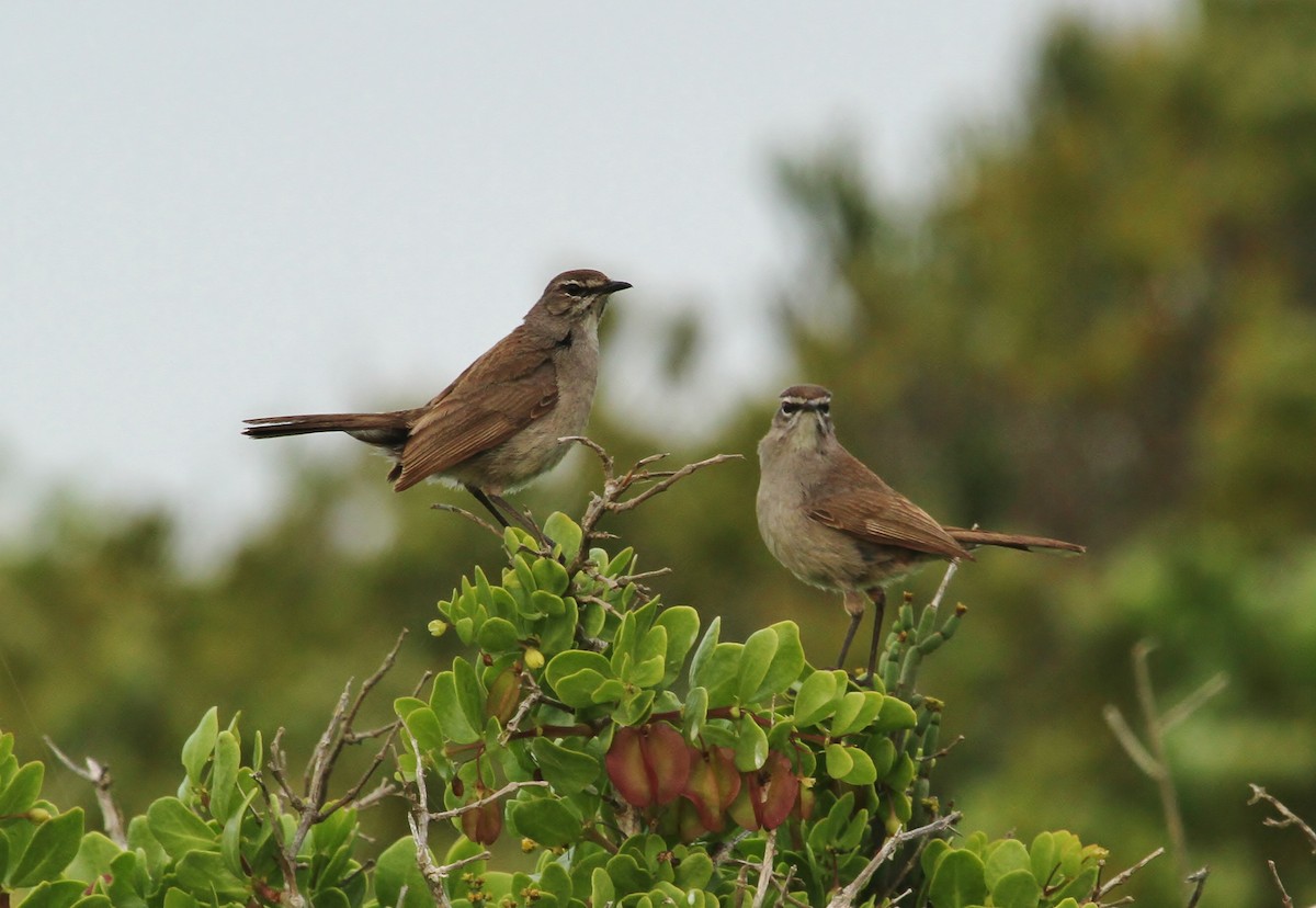 Karoo Scrub-Robin - ML623862953