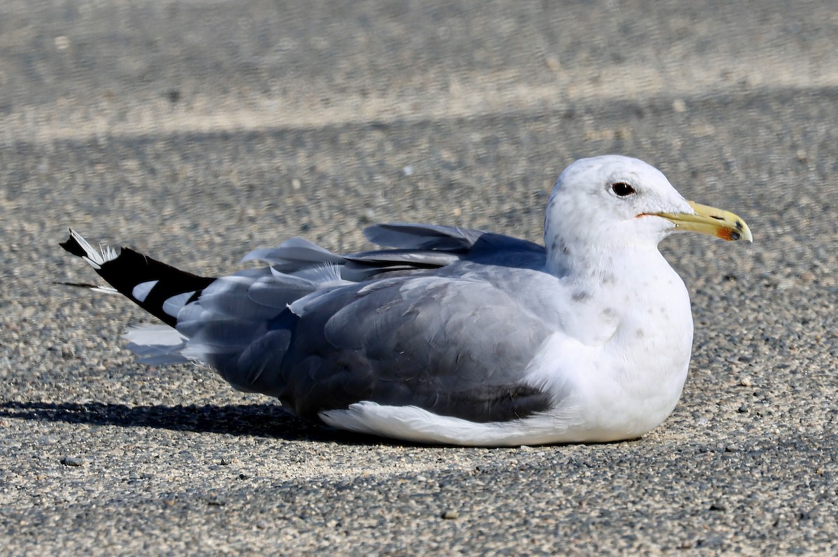 California Gull - ML623862957