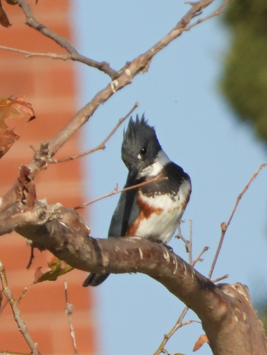 Belted Kingfisher - Doug Lithgow