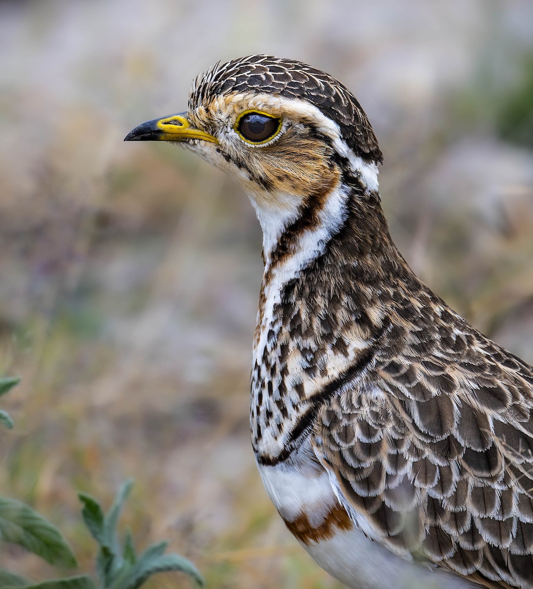 Three-banded Courser - ML623862973