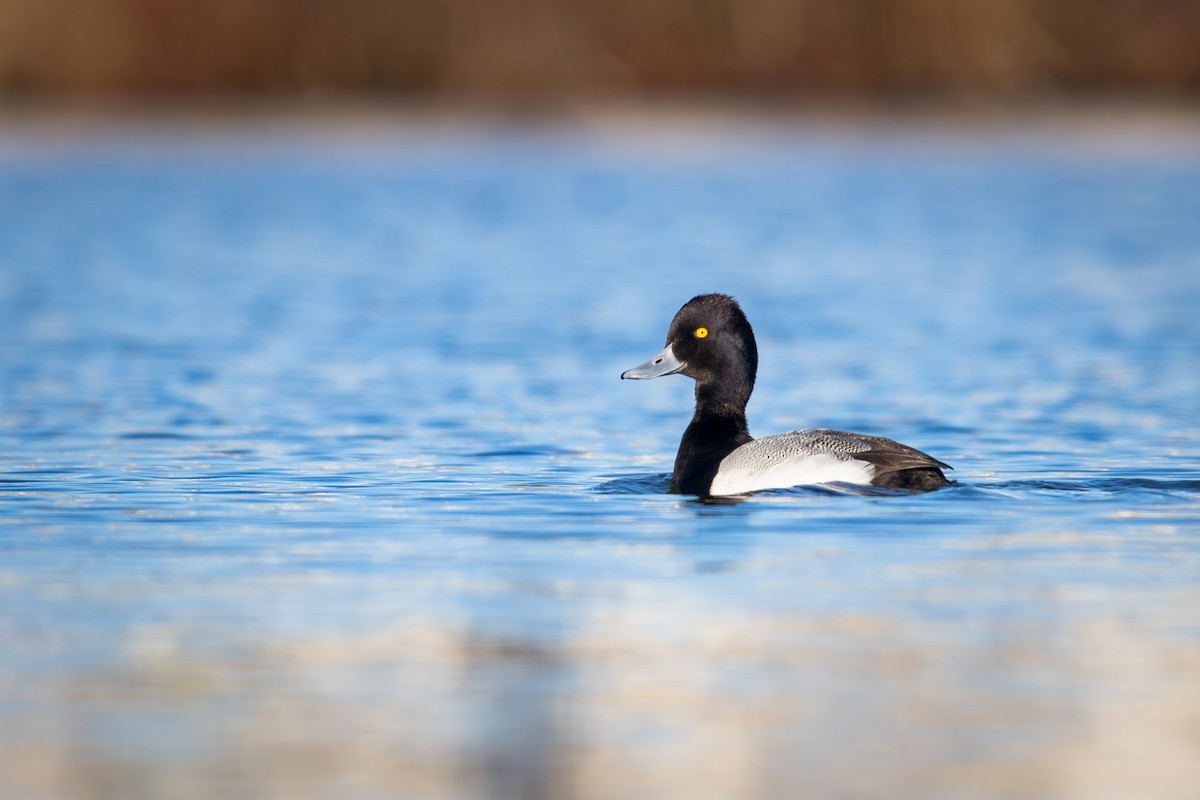 Lesser Scaup - ML623862981