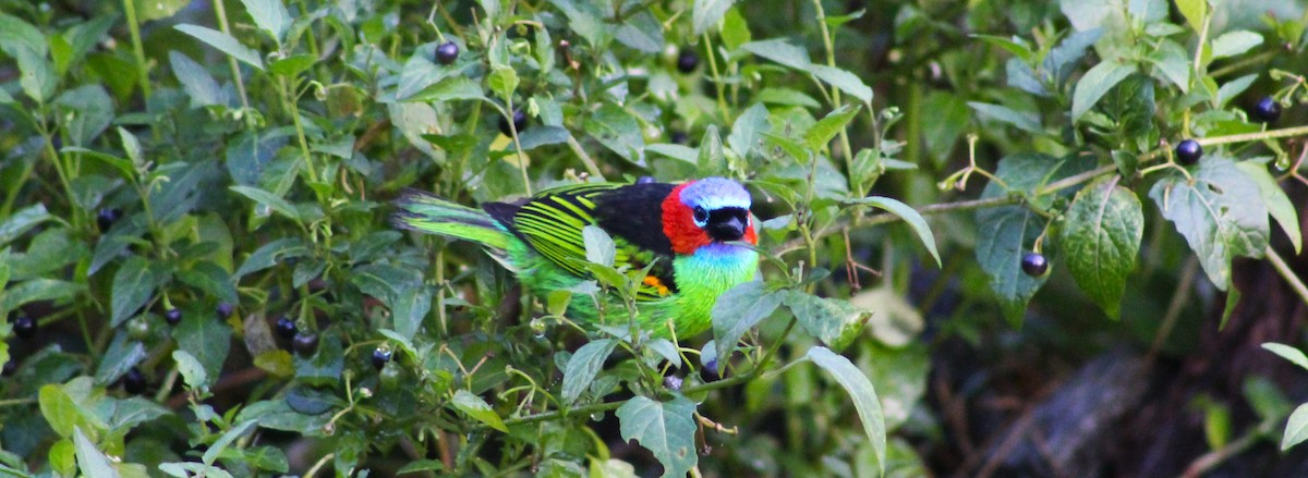 Red-necked Tanager - Pedro Behne