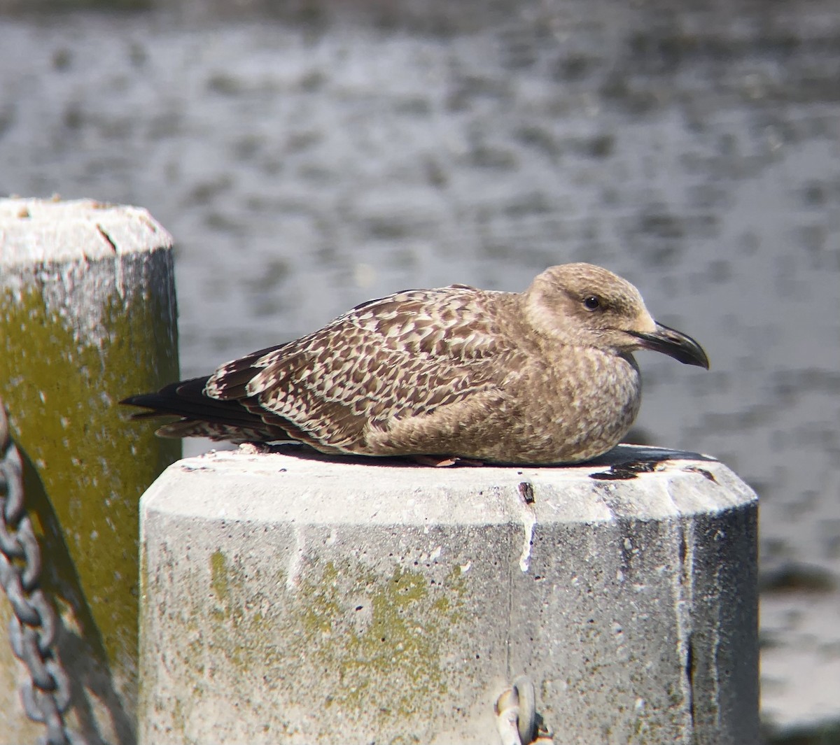 Gaviota Argéntea (americana) - ML623862994