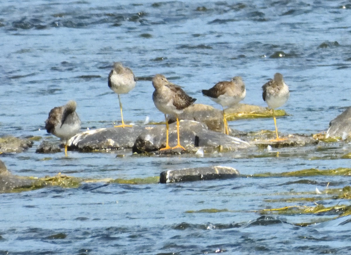 Greater Yellowlegs - ML623862998