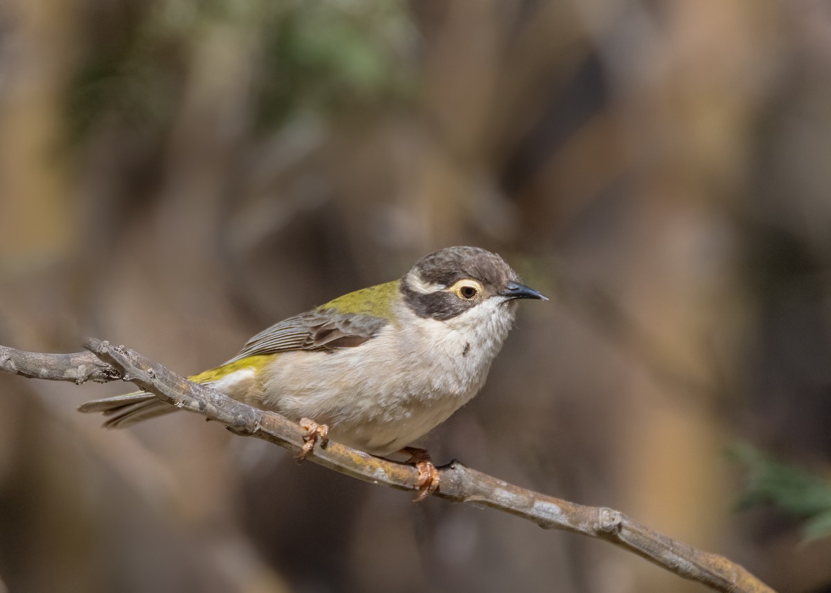 Brown-headed Honeyeater - ML623863011